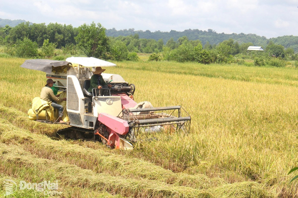 Nhiều ruộng lúa tại ấp 1, xã Đak Lua đang bắt đầu được thu hoạch. Ảnh: Đoàn Phú