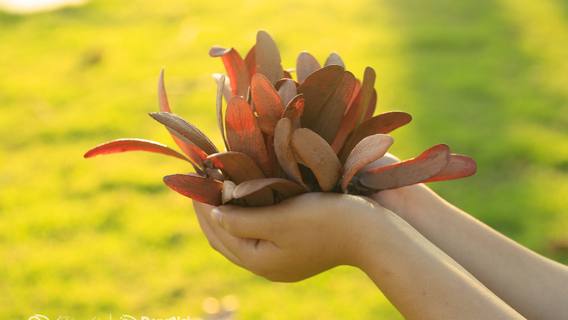 [Chùm ảnh] Mùa chò nâu, ngắm những cánh hoa nâu khoe sắc, xoay tít như chong chóng giữa Biên Hòa