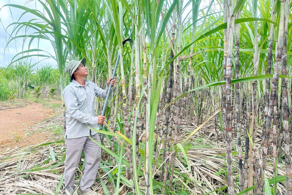 Ông Nguyễn Văn Châu chăm sóc vườn mía của gia đình. Ảnh: Thùy Linh