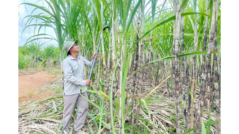 Trồng mía su phèn trên đất mỡ gà